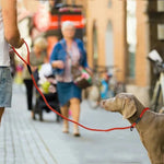 Dog Training Leash P Leash