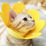 Pet Protective Collar Dog